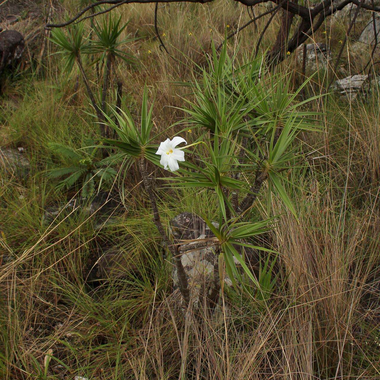 Слика од Vellozia tubiflora (A. Rich.) Kunth