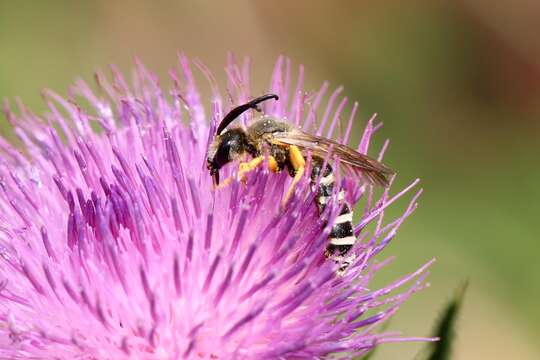 Image of Halictus Latreille 1804