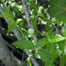 Image of yellow joyweed