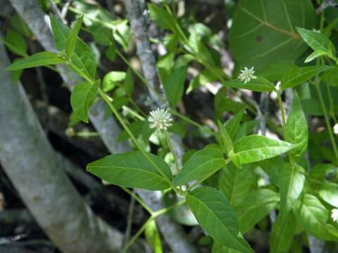 Image of yellow joyweed