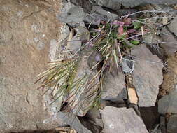 Image of Cardamine tryssa I. Thomps.