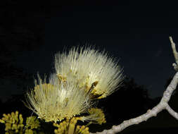 Image of Albizia guachapele (Kunth) Dugand