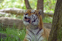 Image of Amur Tiger