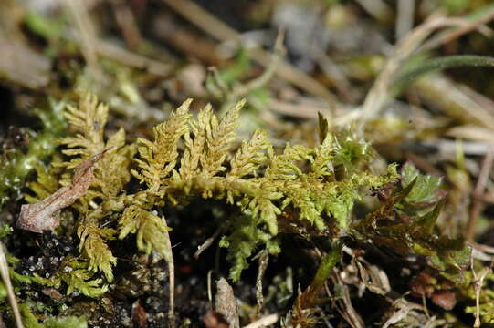 Image of hylocomium feather moss