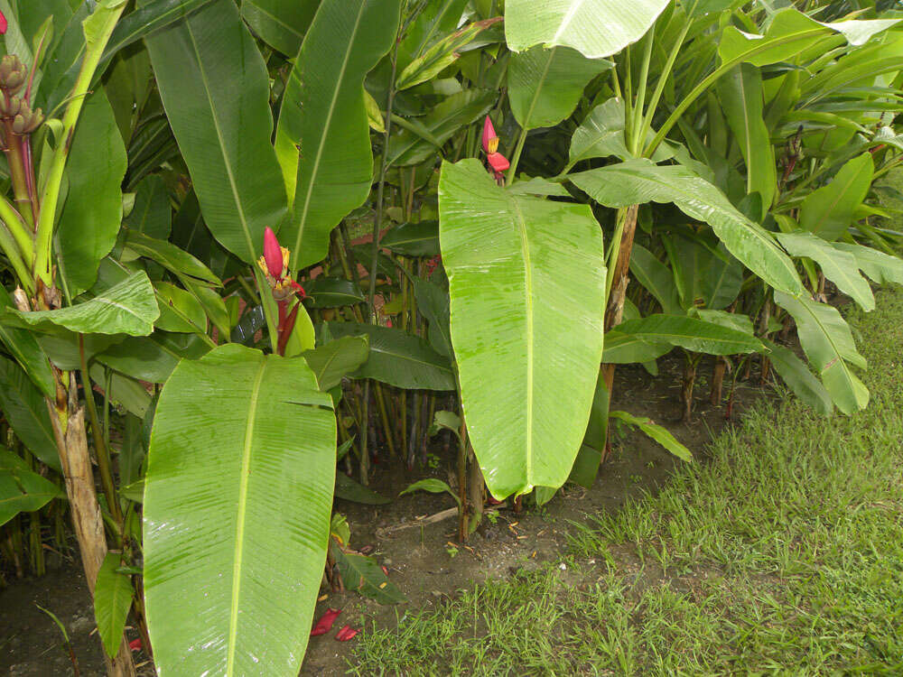 Image of hairy banana