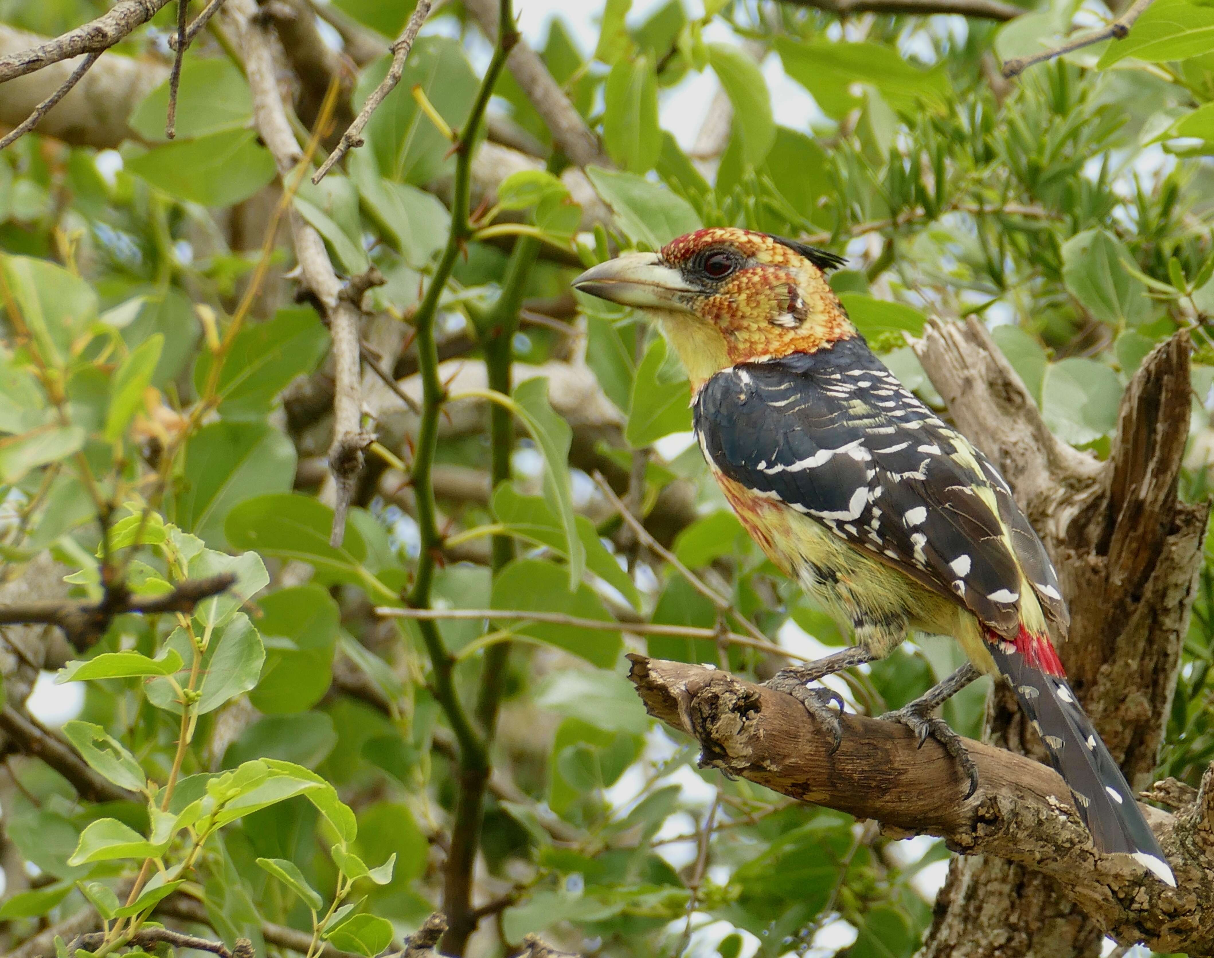 Image of African terrestrial barbets