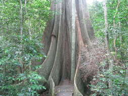 Image of Moreton Bay fig