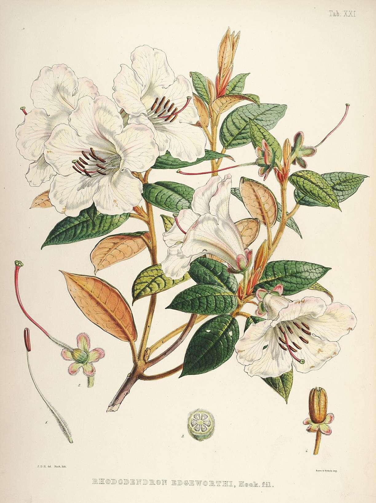 صورة Rhododendron edgeworthii Hook. fil.