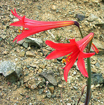 Image of Rhodophiala phycelloides (Herb.) Hunz.