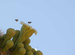 Image of saguaro