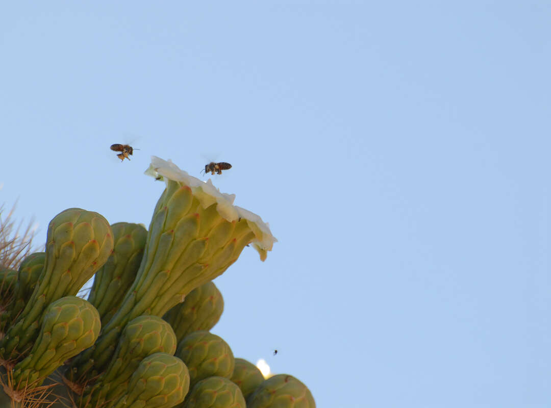 Image of saguaro