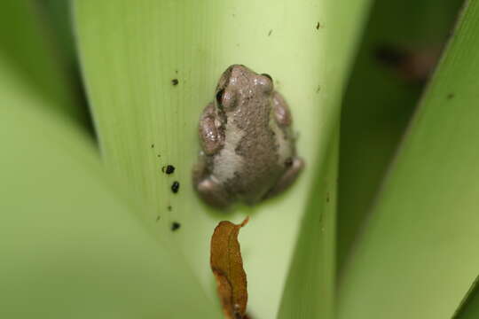 Image of Australiasian treefrogs