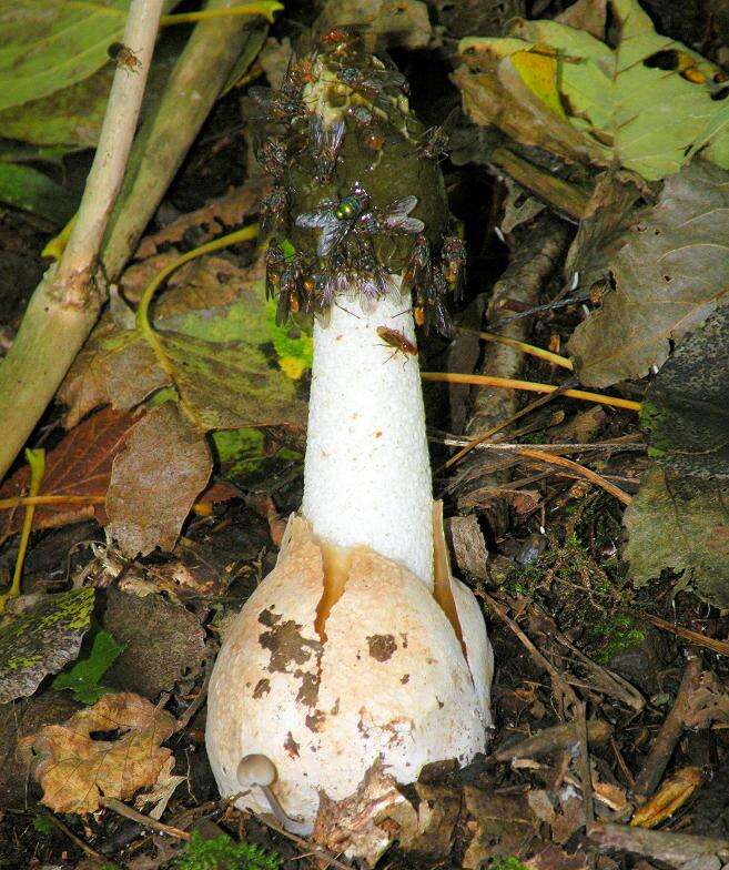 Image of Phallus