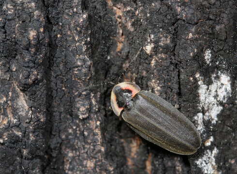 Image of Diurnal Fireflies