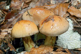 Image of Cortinarius odorifer Britzelm. 1885