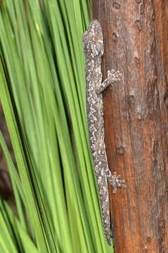 Image of spiny-tailed geckos