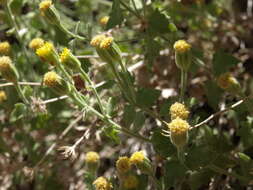 Image of Springdale rockdaisy