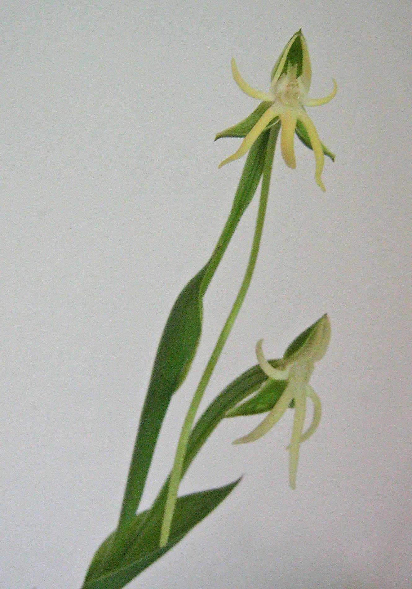 Image of Habenaria trifida Kunth