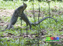 Image of Common Water Monitor