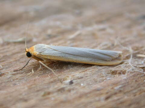 Image of scarce footman