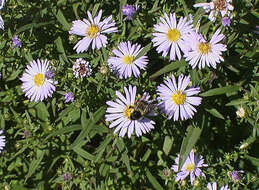 Image de Symphyotrichum puniceum (L.) A. Löve & D. Löve