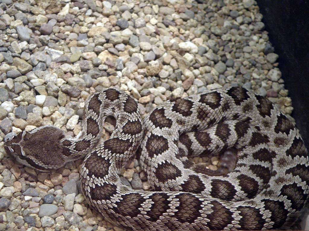 Image of Northern Pacific Rattlesnake