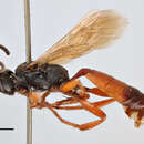 Image of Ichneumon leucopeltis Thomson 1888