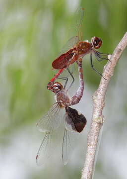 Tramea carolina (Linnaeus 1763) resmi