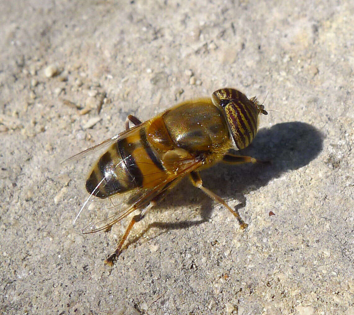 Image of Eristalinus