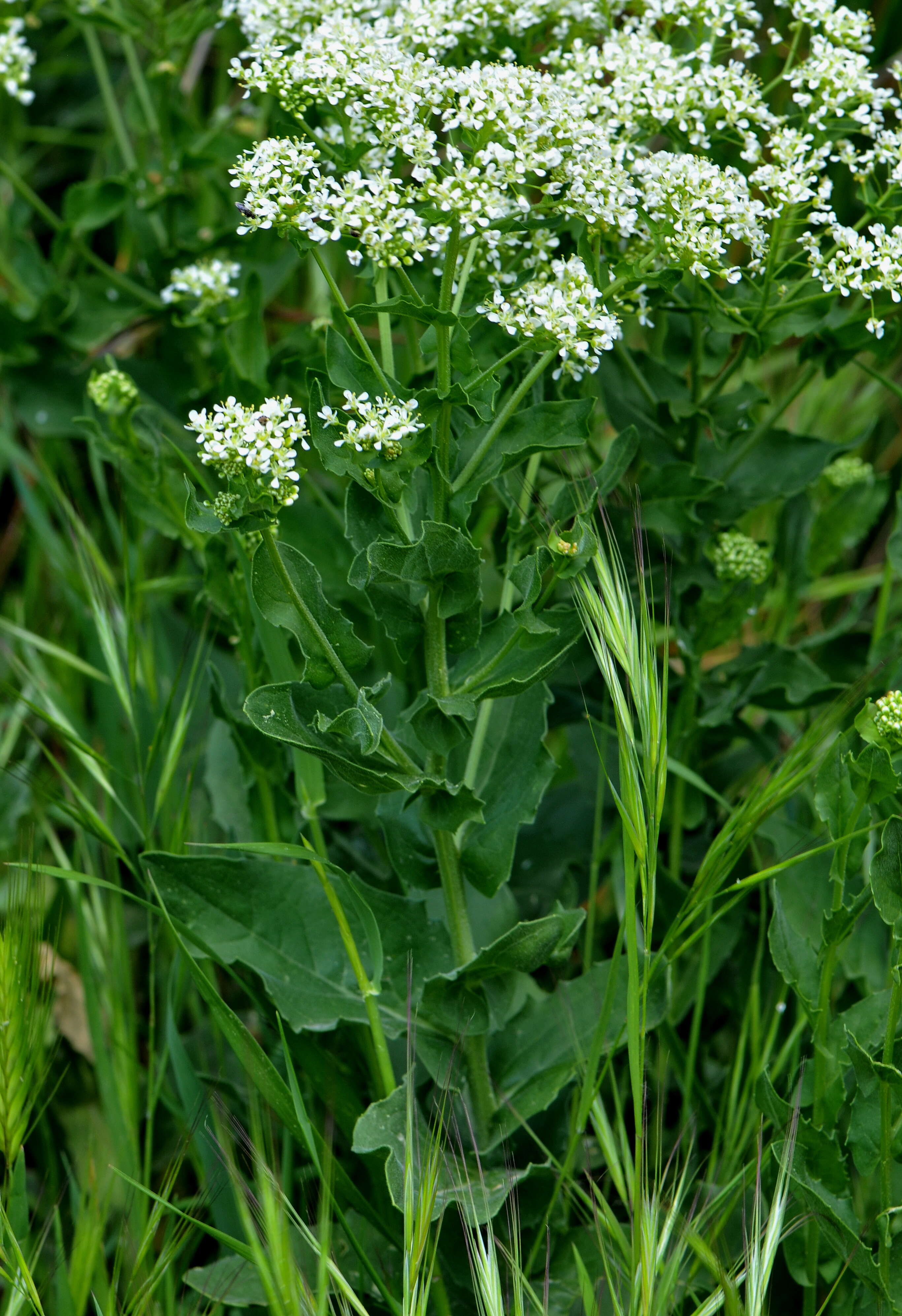 Image of Peppercresses