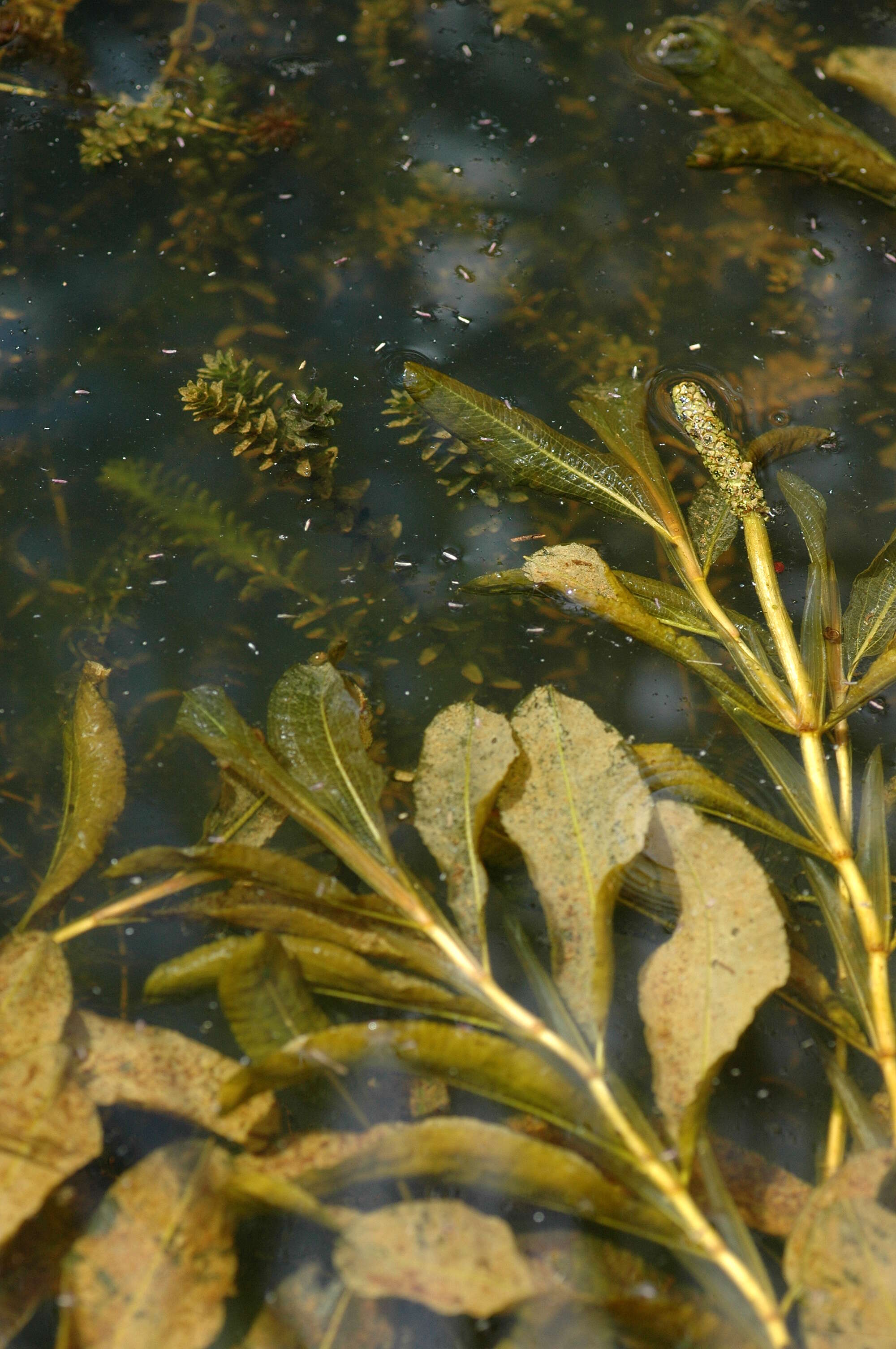 Image of Shining Pondweed