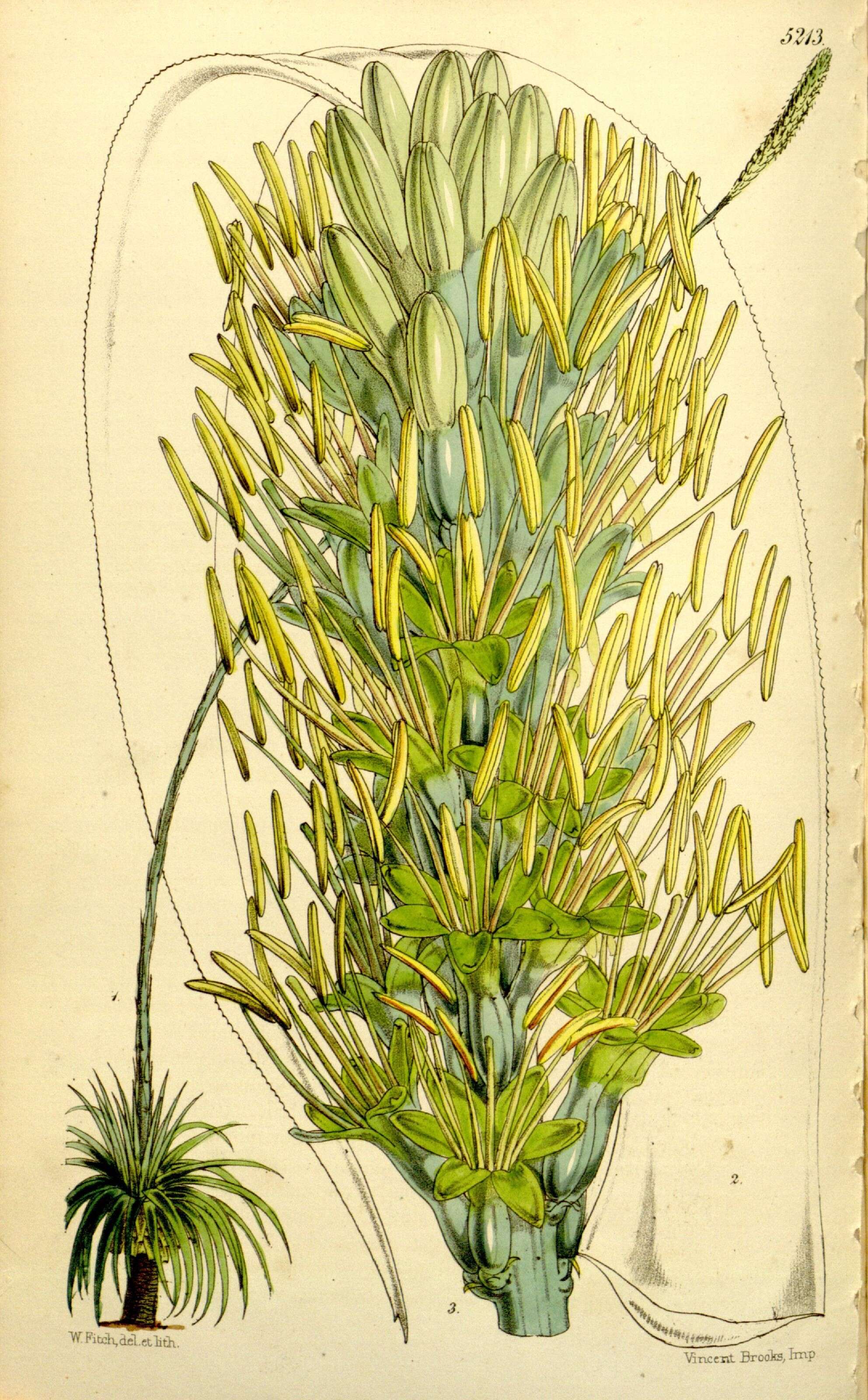 Image of <i>Agave yuccaefolia</i>