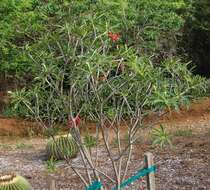 Image of jamaican poinsettia