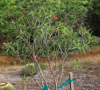 Image of jamaican poinsettia