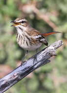 Image of Scrub robin