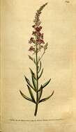 Plancia ëd Linaria purpurea (L.) Mill.