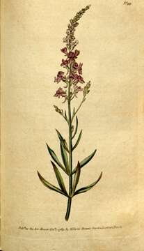 Image of Purple Toadflax