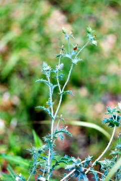 Image of pricklypoppy