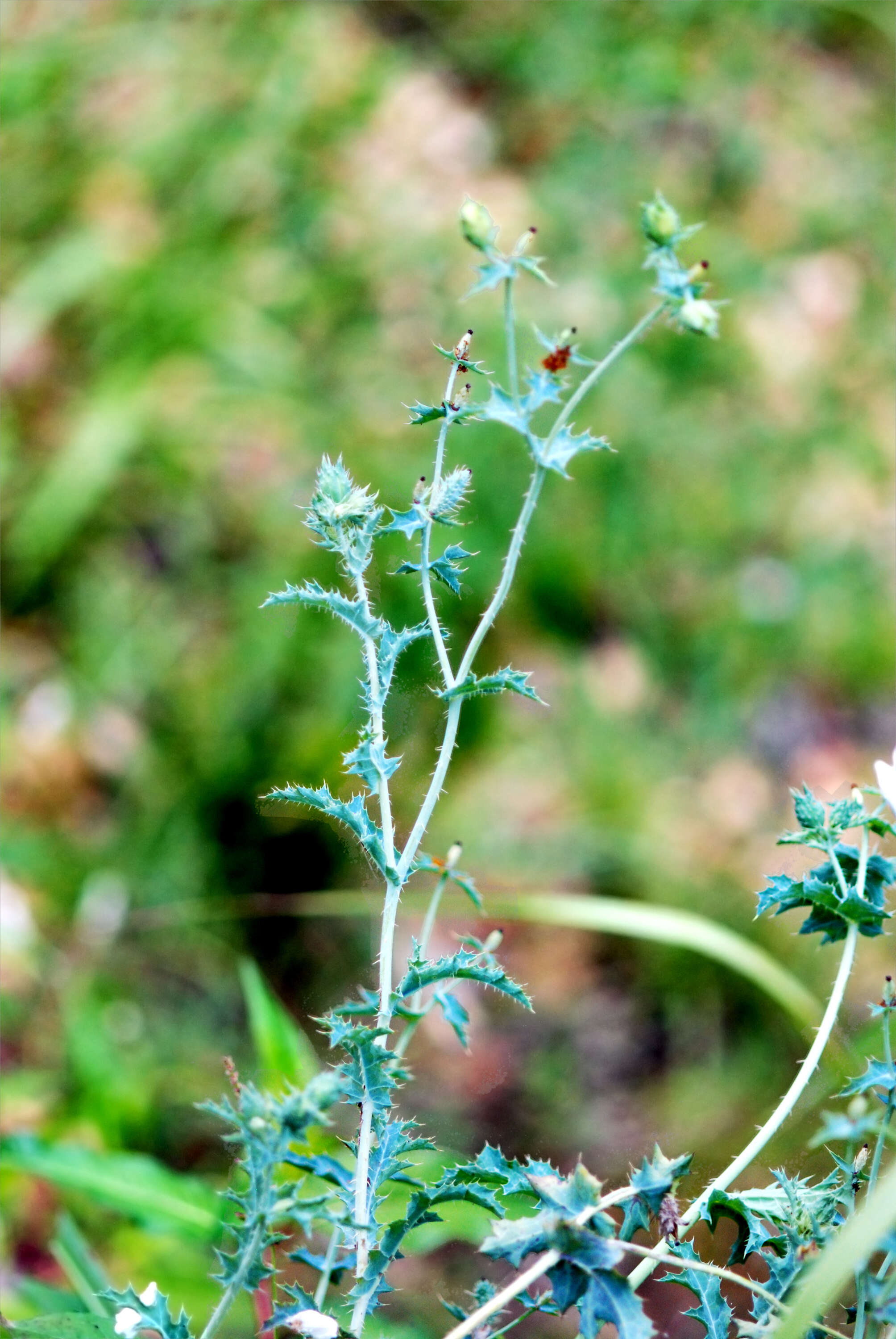 Image of pricklypoppy