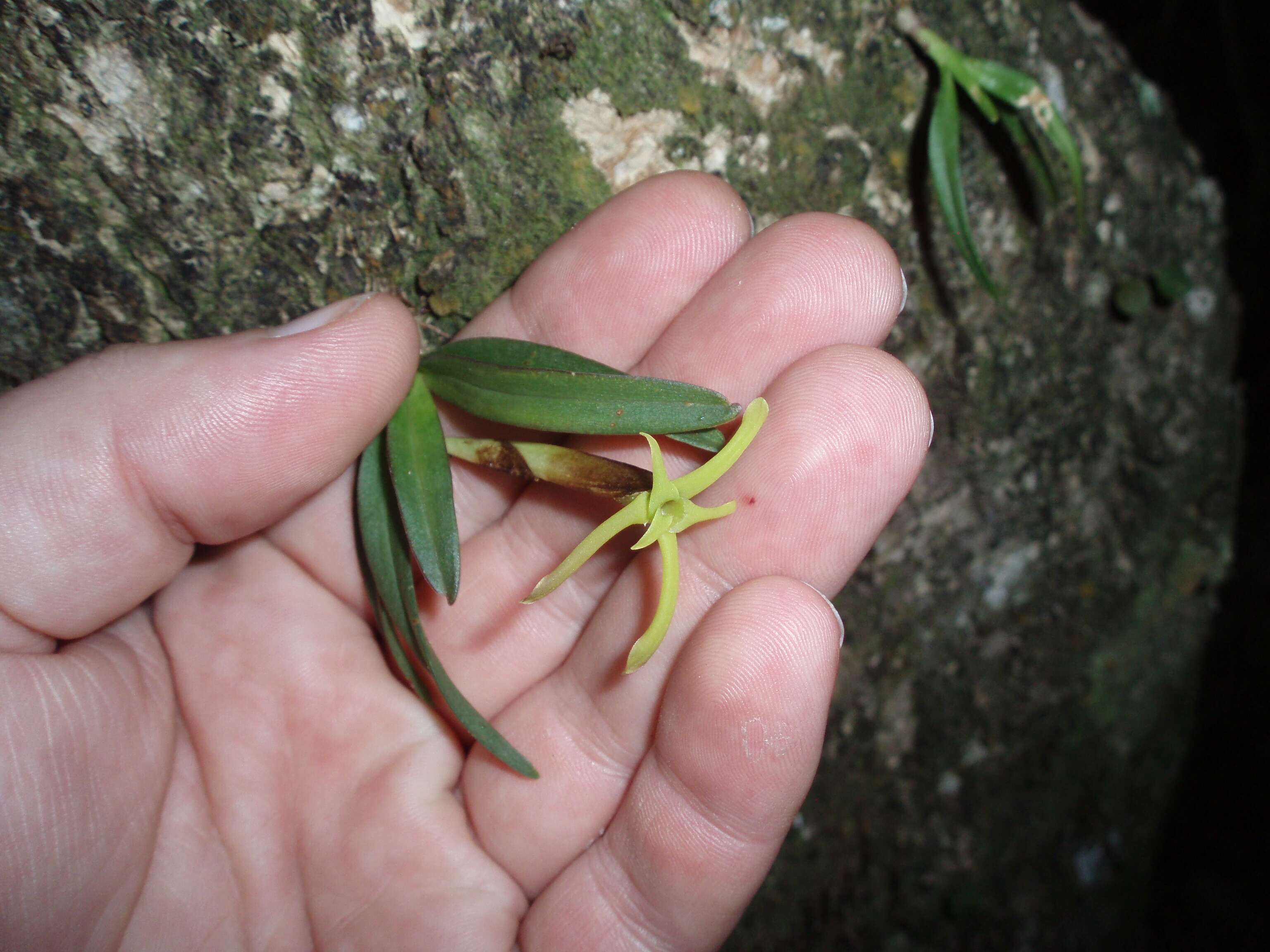 Image of Maxillaria calcarata (Schltr.) Molinari