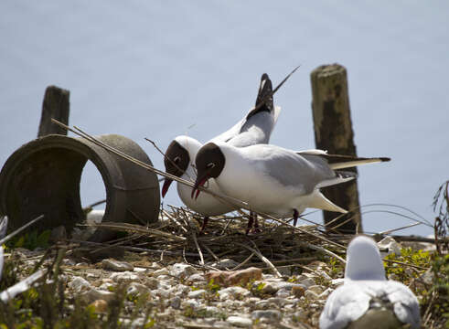 Image of Black-headed Gull