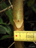 Image of Parasol tree