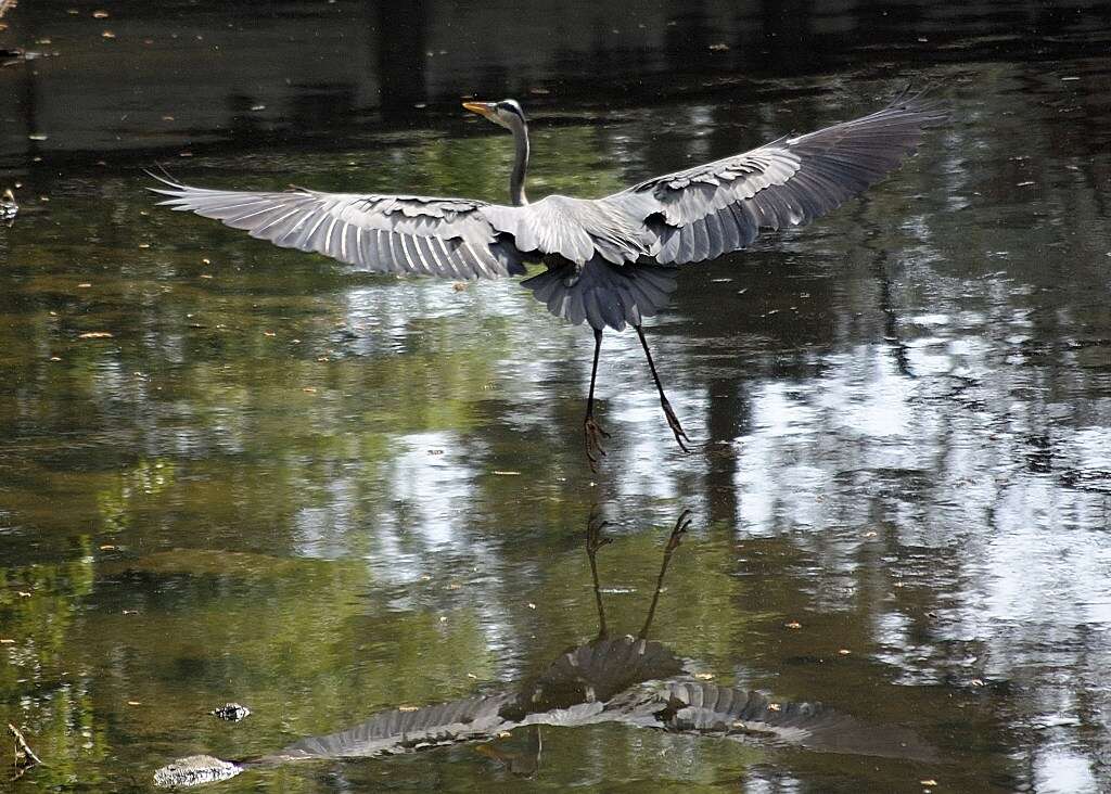 Image of Ardea Linnaeus 1758