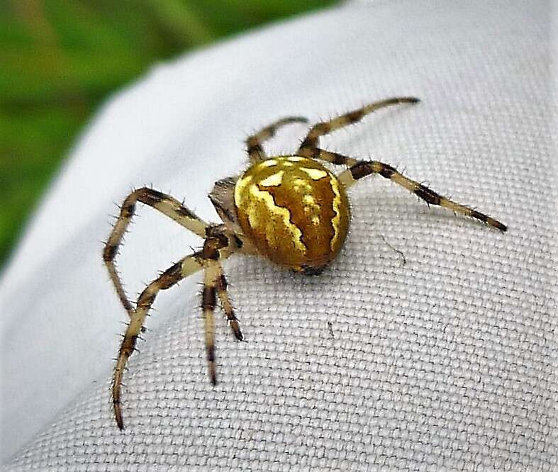 Image of Araneus