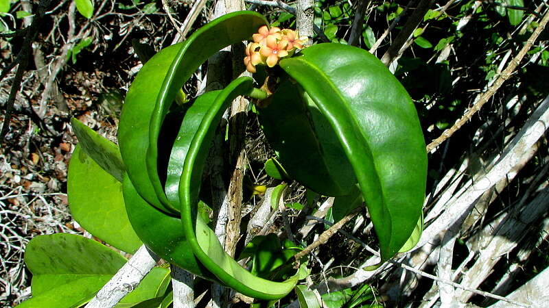 Image of Marsdenia hilariana Fourn.