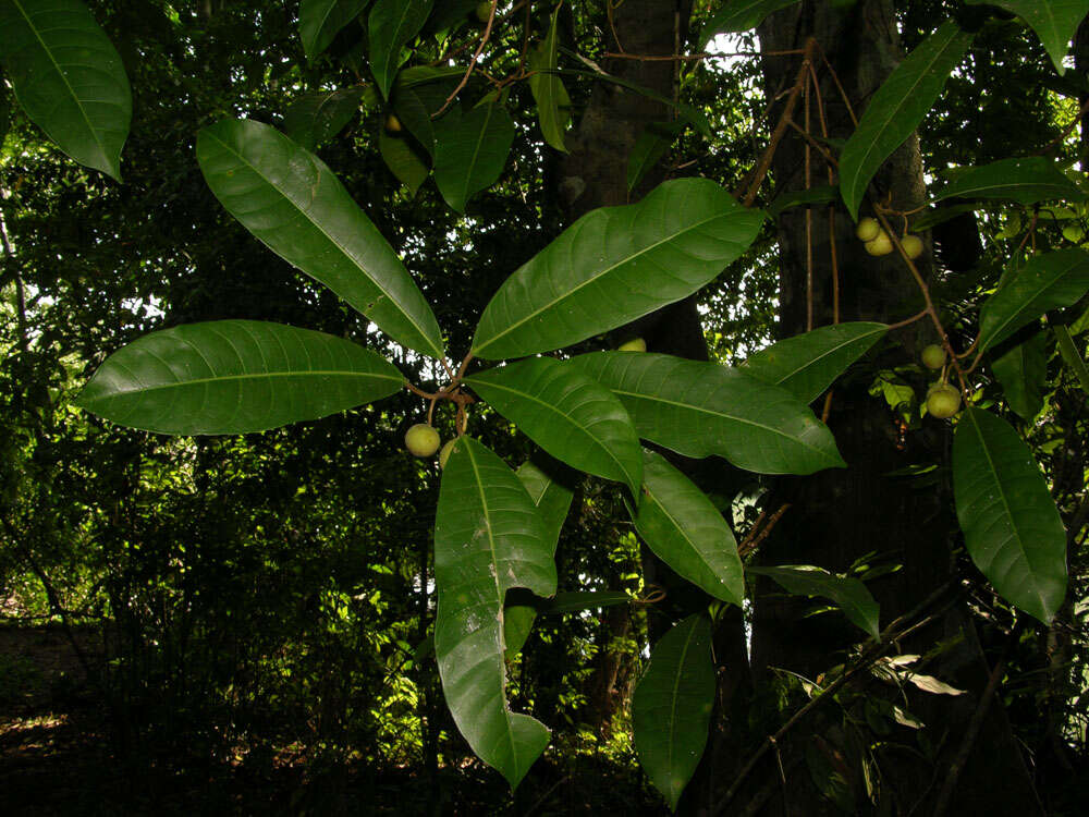 Ficus maxima Mill.的圖片