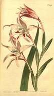 Image of Gladiolus carneus D. Delaroche