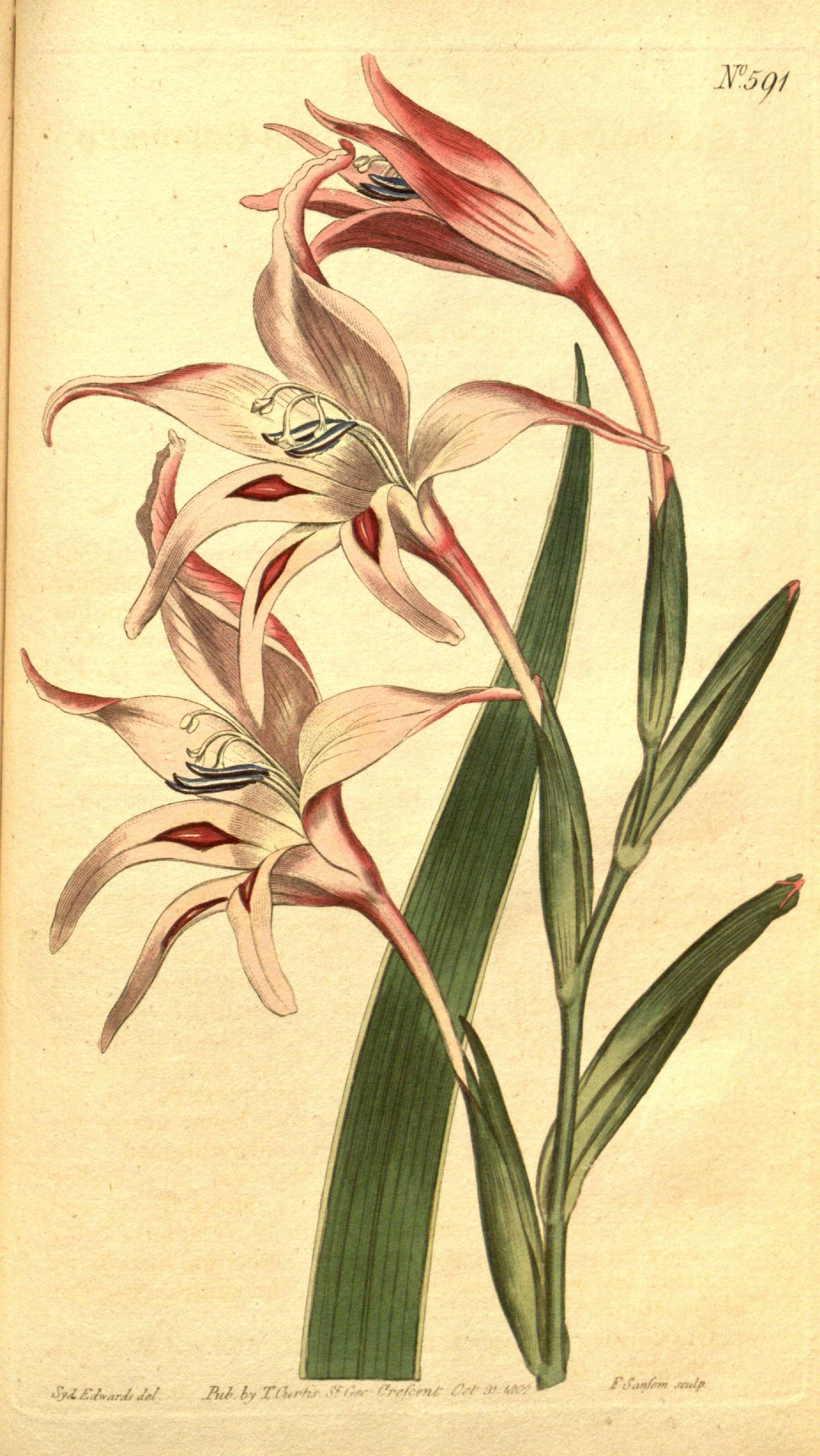 Image of Gladiolus carneus D. Delaroche