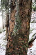 Image of Silver Fir