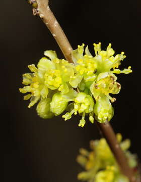 Image of northern spicebush